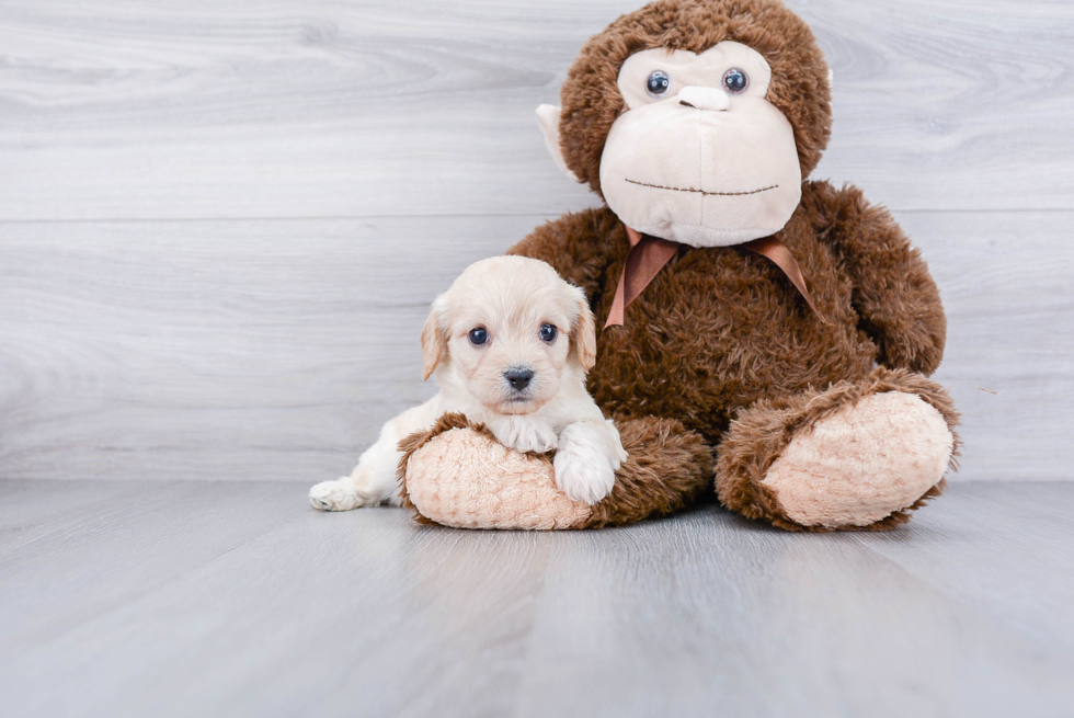Petite Cavachon Designer Pup