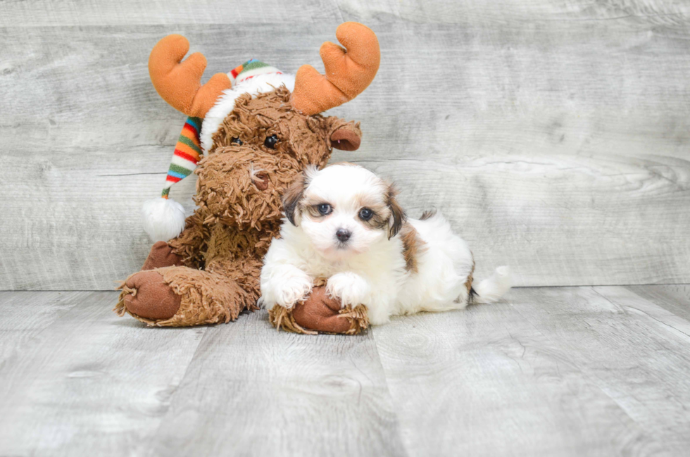 Teddy Bear Puppy for Adoption