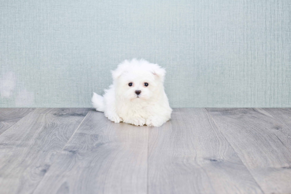 Maltese Pup Being Cute