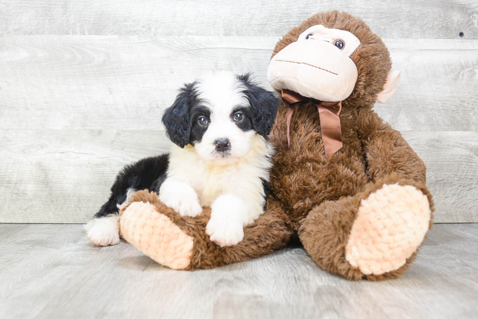 Happy Mini Bernedoodle Baby