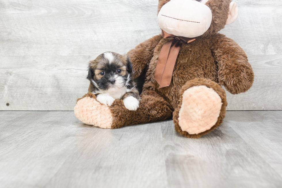 Havanese Puppy for Adoption