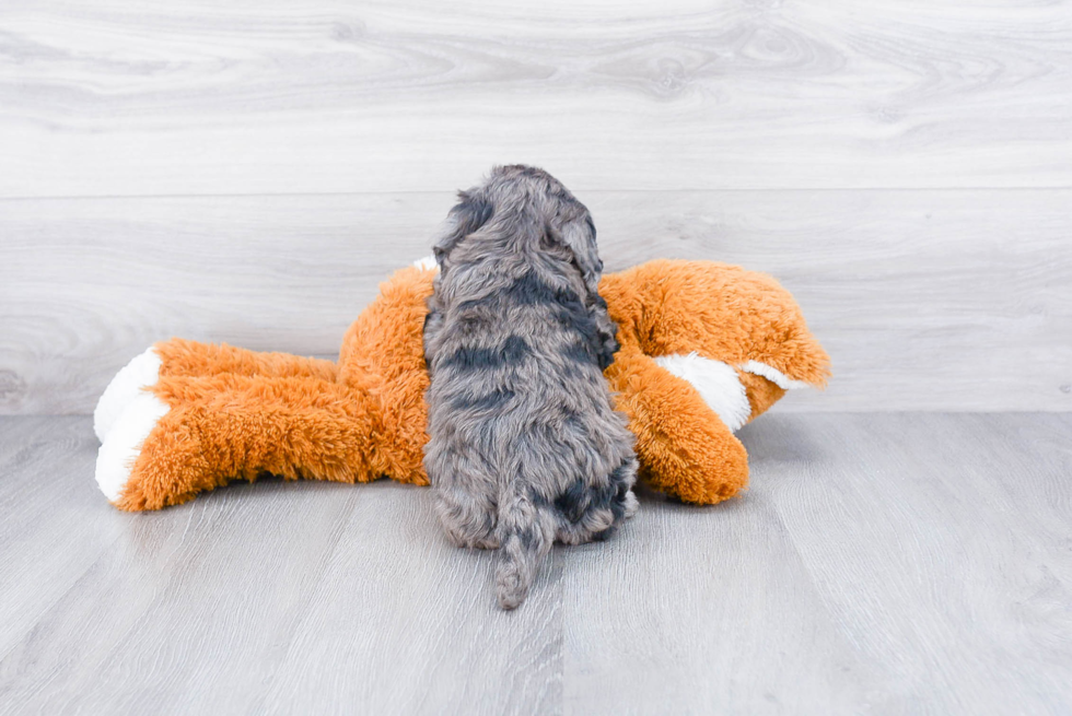 Energetic Golden Retriever Poodle Mix Puppy