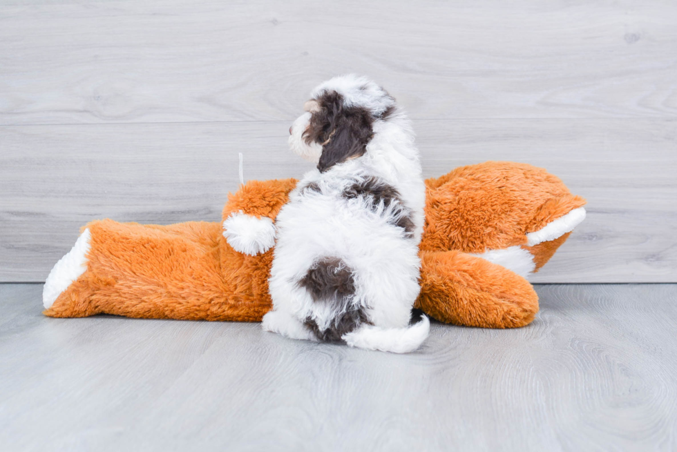 Mini Bernedoodle Puppy for Adoption