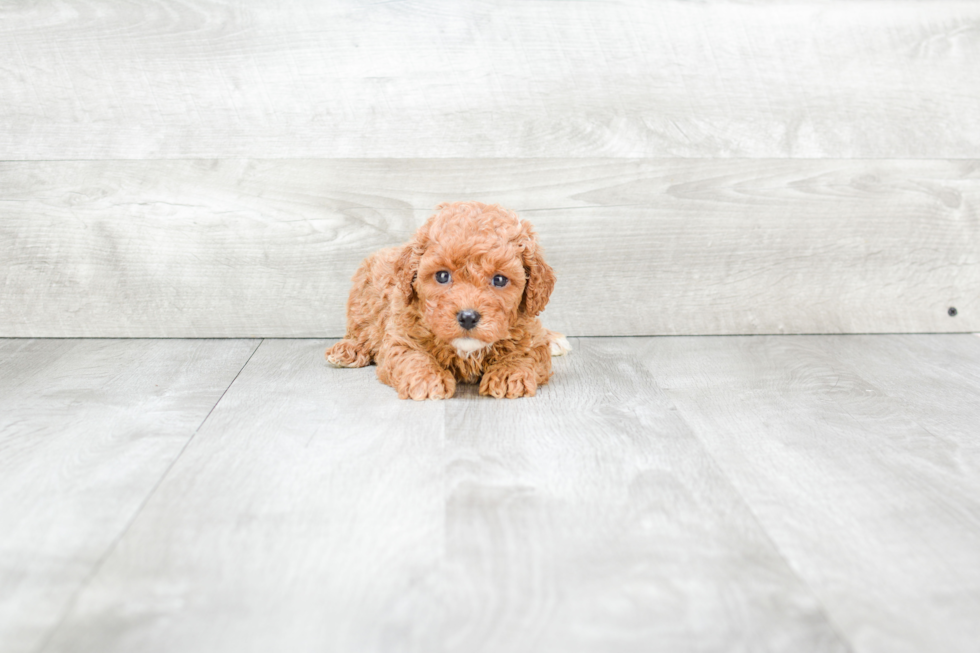 Popular Cavapoo Poodle Mix Pup