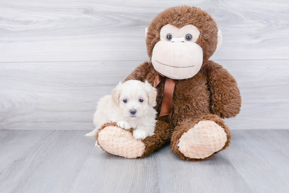 Maltipoo Pup Being Cute