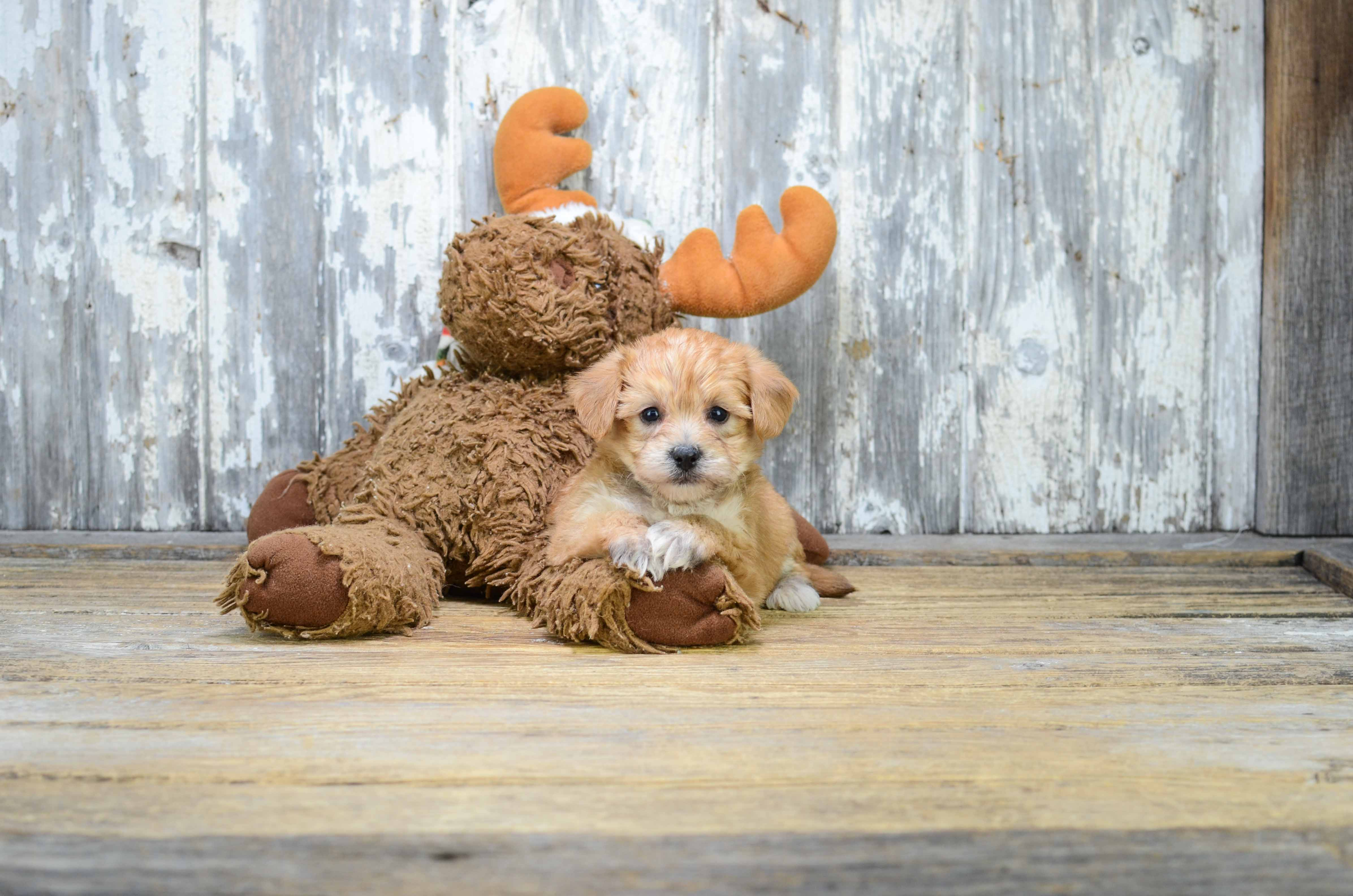 Adorable Yorkie Designer Puppy