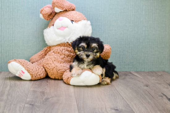 Morkie Puppy for Adoption