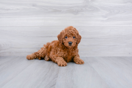 Cute Mini Goldendoodle Baby