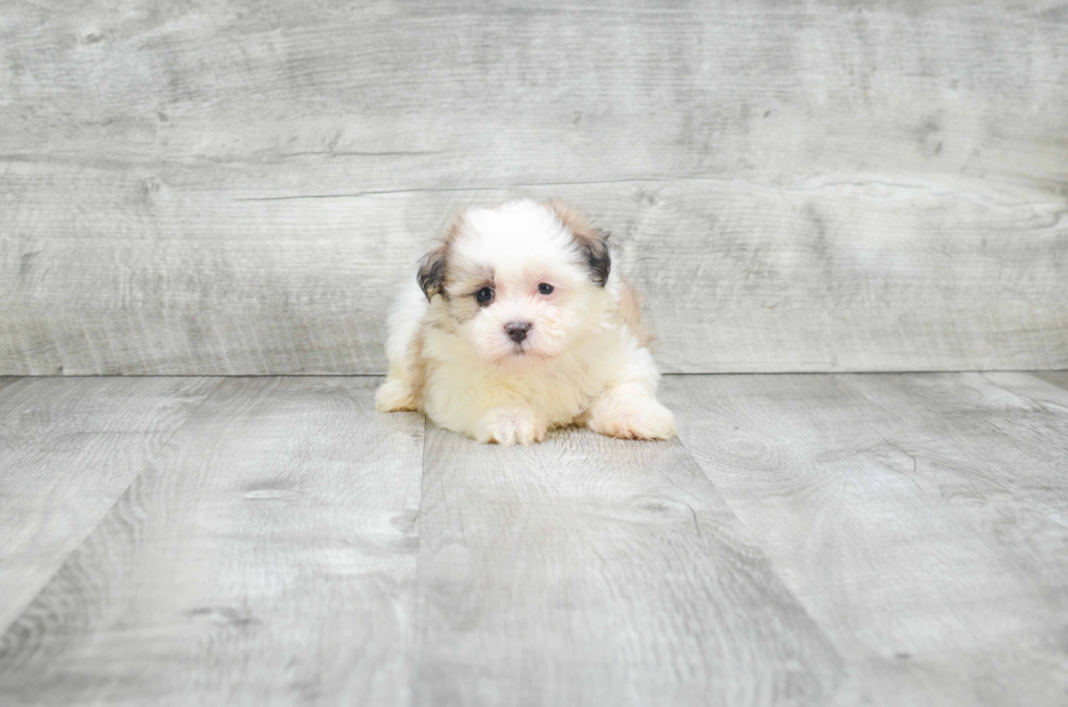 Teddy Bear Pup Being Cute