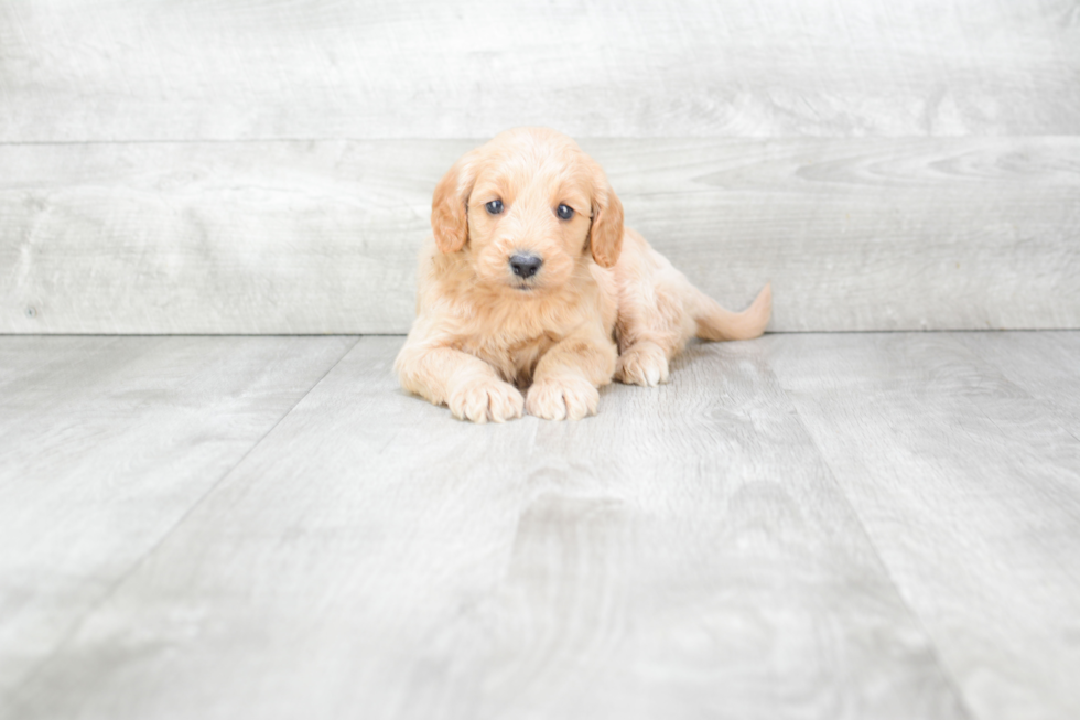 Happy Mini Goldendoodle Baby