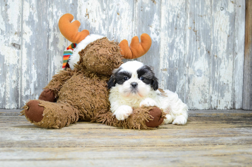 Teddy Bear Pup Being Cute