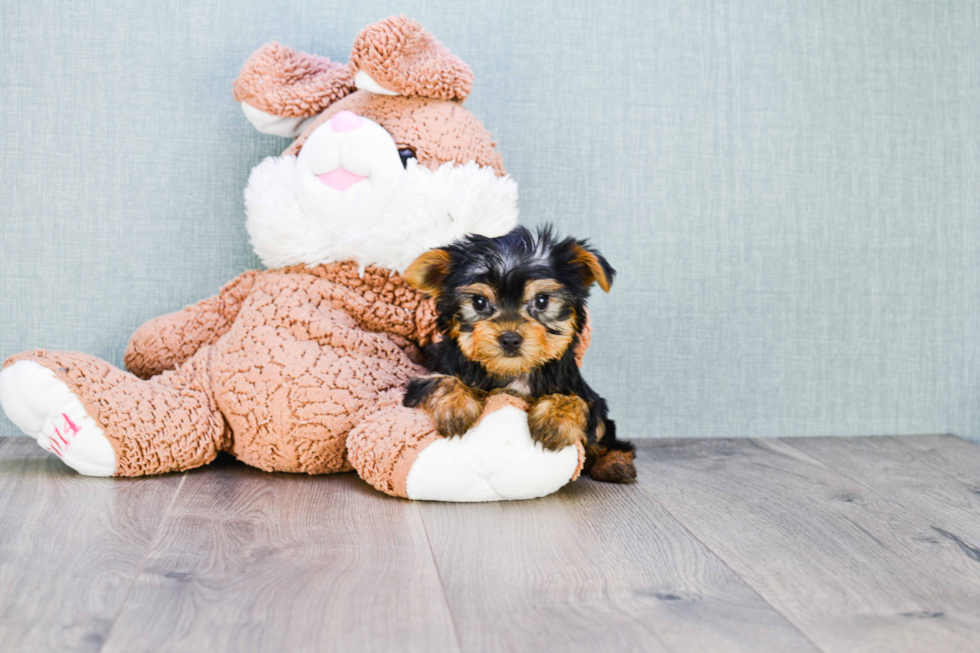 Meet Capone - our Yorkshire Terrier Puppy Photo 