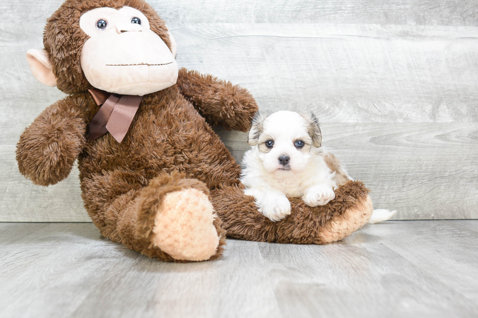 Playful Shit Designer Puppy