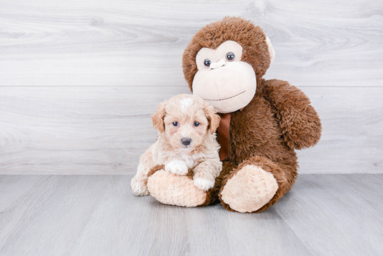 Energetic Maltese Poodle Poodle Mix Puppy