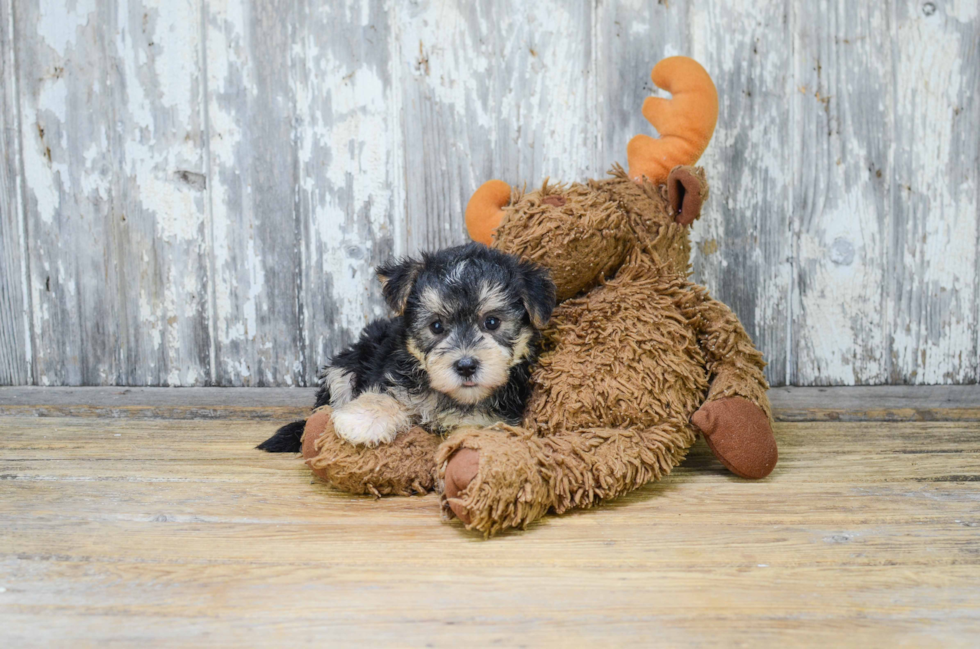 Morkie Pup Being Cute