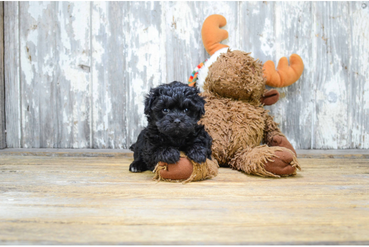 Petite Maltipoo Poodle Mix Pup