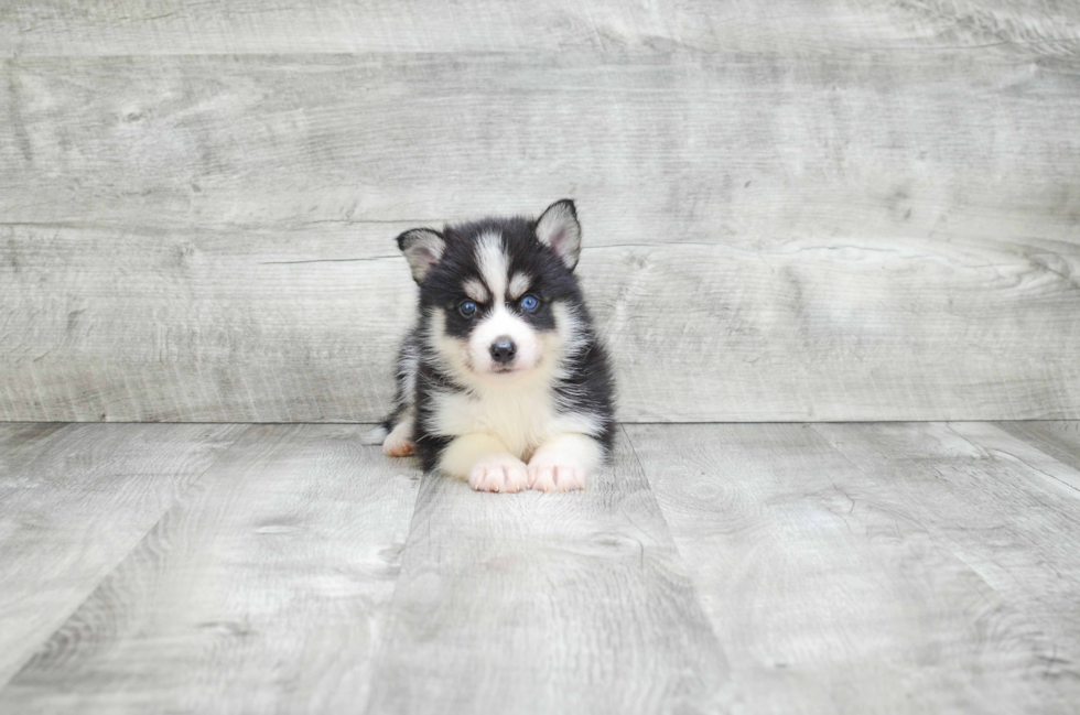 Friendly Pomsky Baby