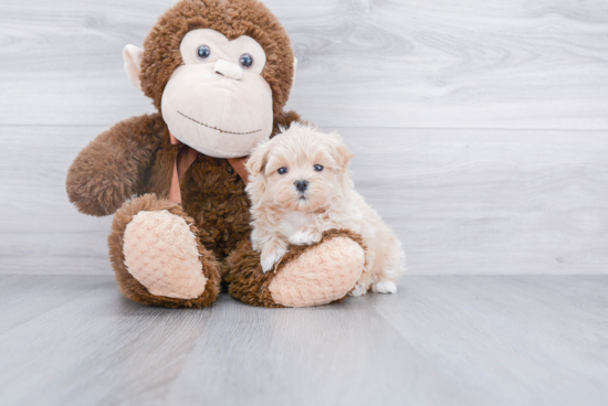 Maltipoo Pup Being Cute