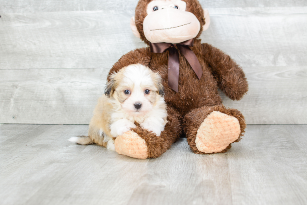 Little Havanese Purebred Pup