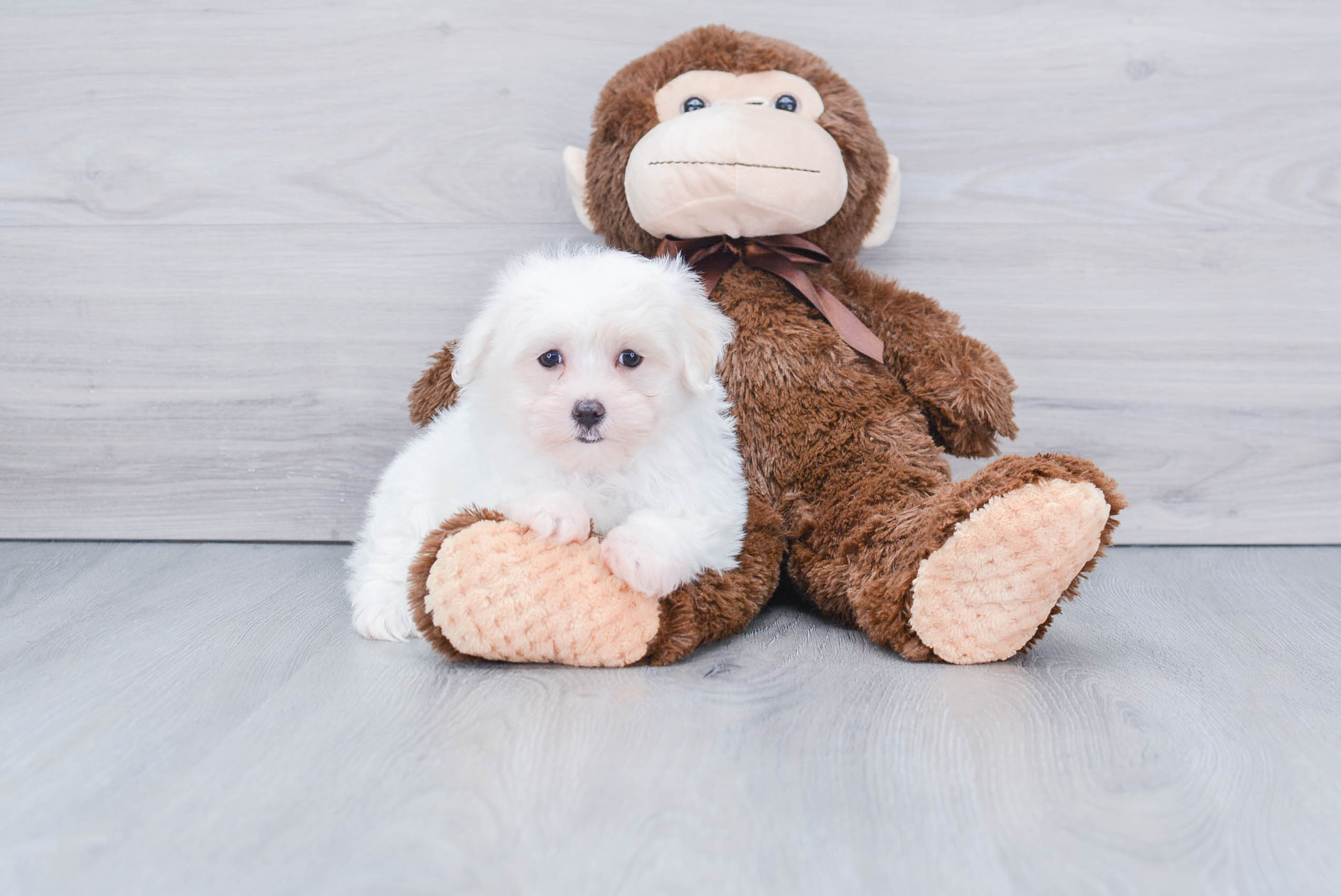 Petite Maltese Purebred Puppy