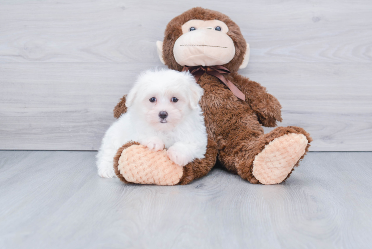 Petite Maltese Purebred Puppy