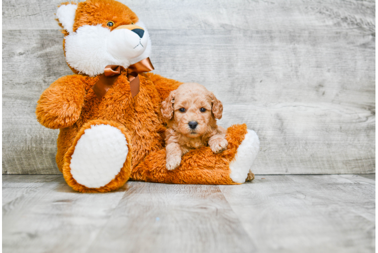 Fluffy Mini Goldendoodle Poodle Mix Pup