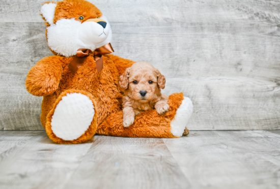 Fluffy Mini Goldendoodle Poodle Mix Pup