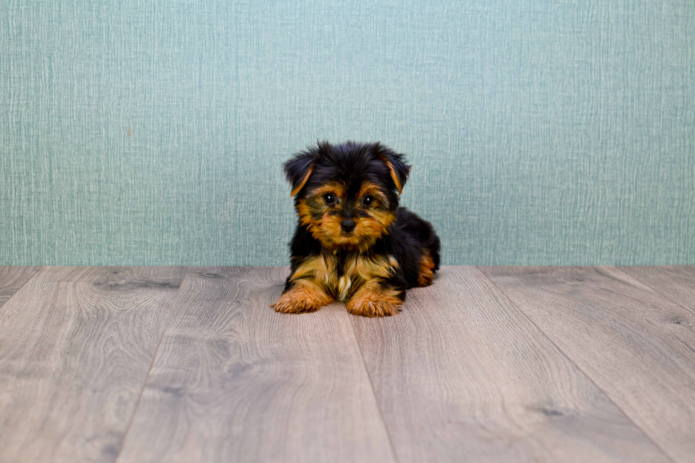 Meet Twinkle - our Yorkshire Terrier Puppy Photo 