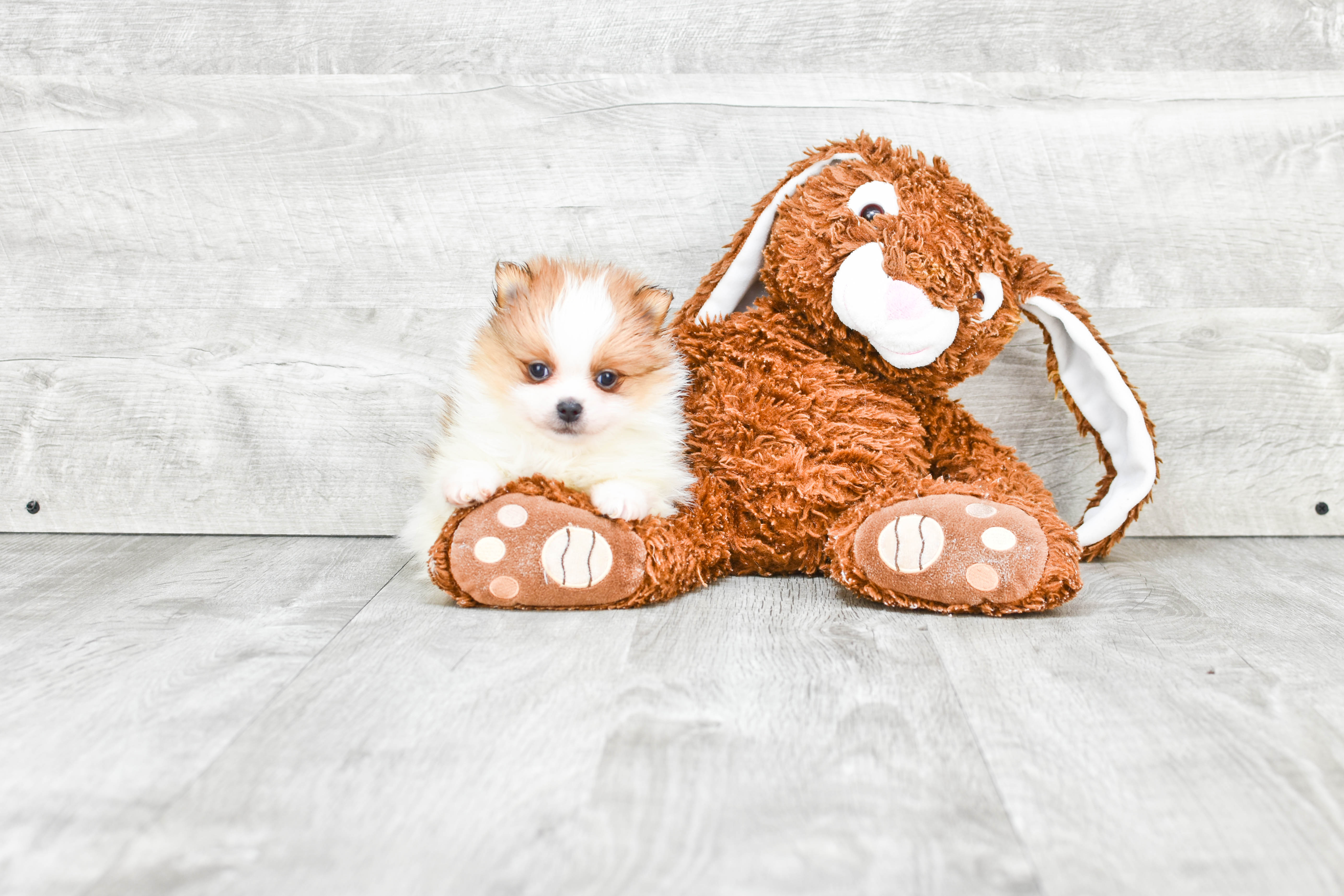 Best Pomeranian Baby