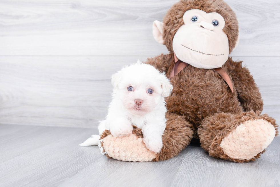 Fluffy Havanese Purebred Puppy