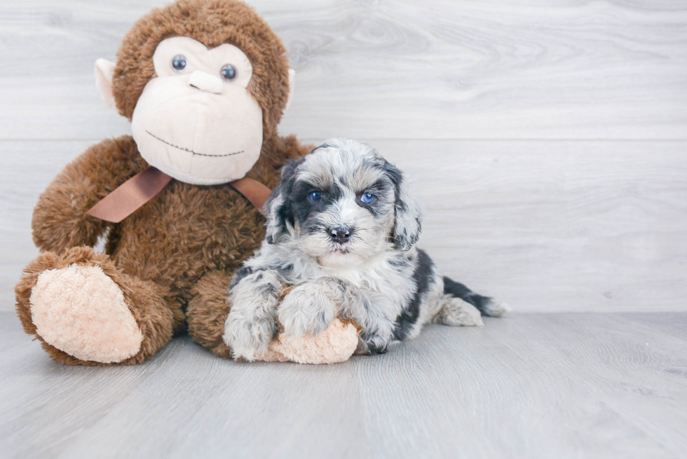 Mini Sheepadoodle Puppy for Adoption