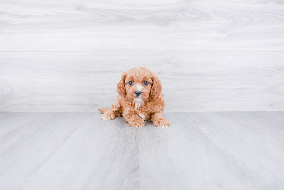 Cavapoo Puppy for Adoption