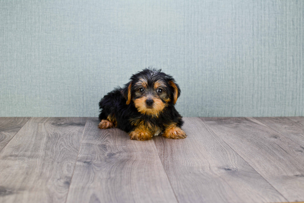 Meet Snickers - our Yorkshire Terrier Puppy Photo 