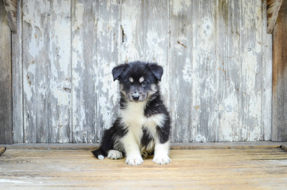 Pomsky Pup Being Cute