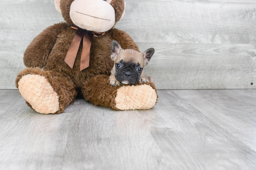 Best French Bulldog Baby