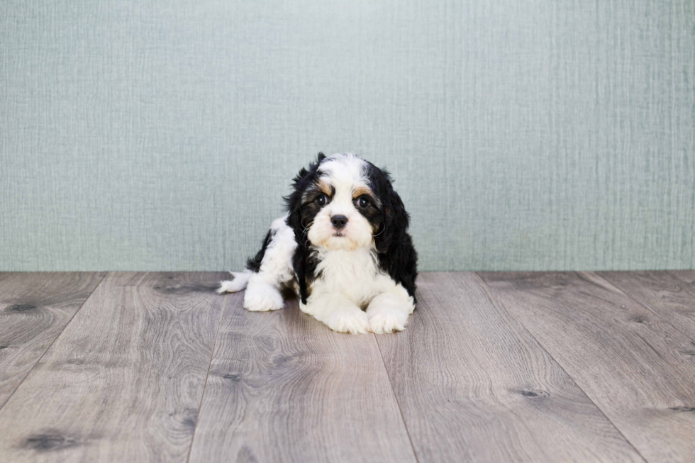 Cavachon Pup Being Cute