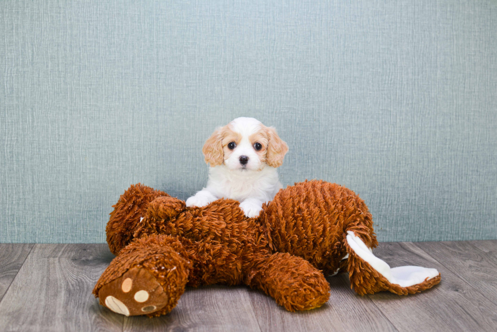 Popular Cavachon Designer Pup