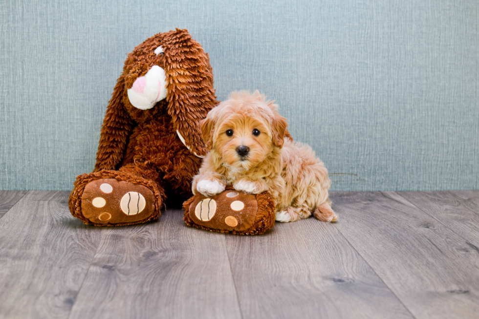 Popular Maltipoo Poodle Mix Pup