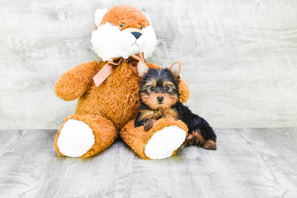 Meet Beckham - our Yorkshire Terrier Puppy Photo 