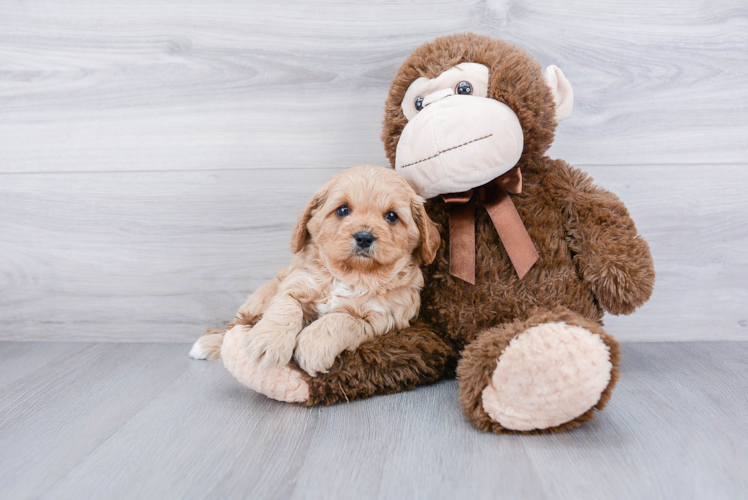 Cavapoo Pup Being Cute