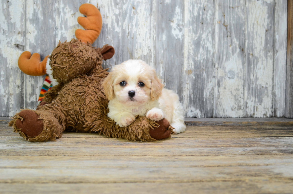 Best Cavachon Baby