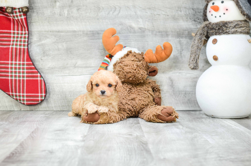 Cavapoo Puppy for Adoption