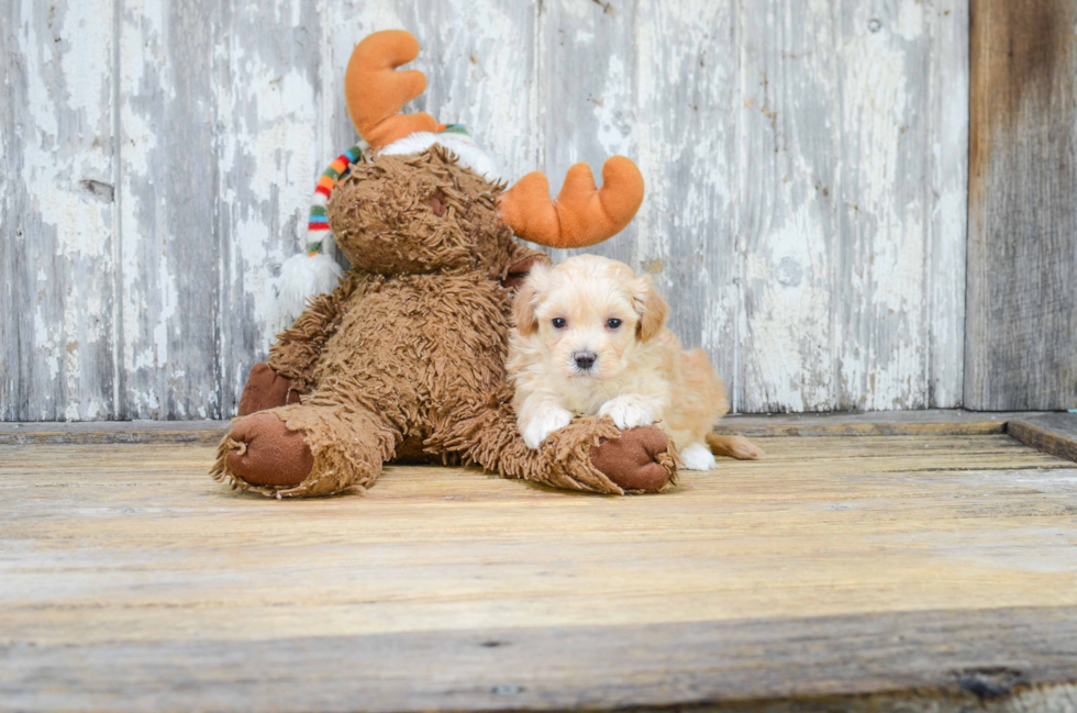 Maltipoo Pup Being Cute