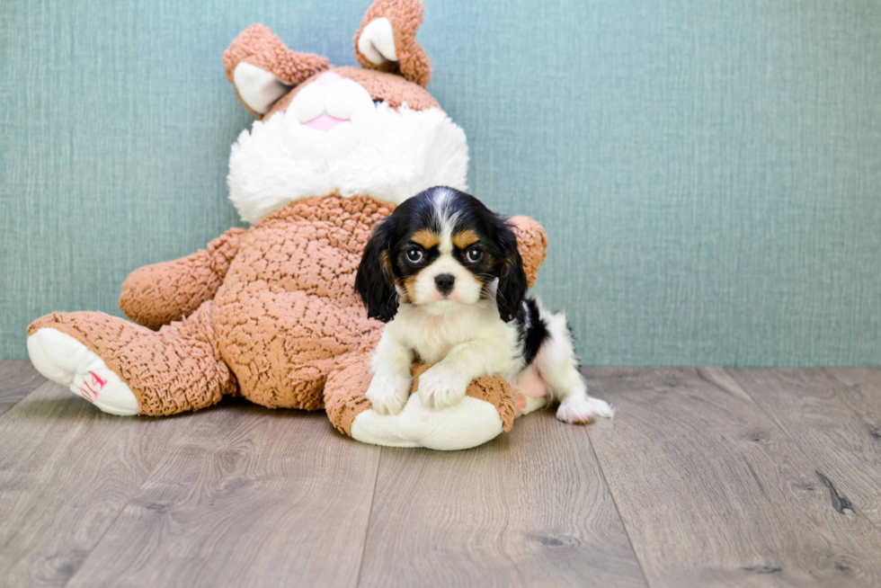 Adorable Cavalier King Charles Spaniel Purebred Puppy