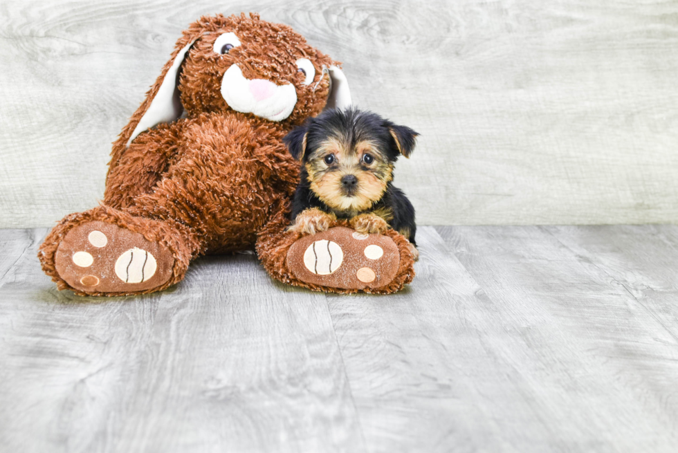 Meet Jeremy - our Yorkshire Terrier Puppy Photo 