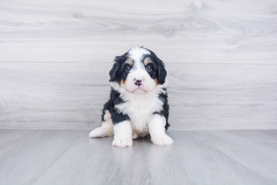 Best Mini Bernedoodle Baby