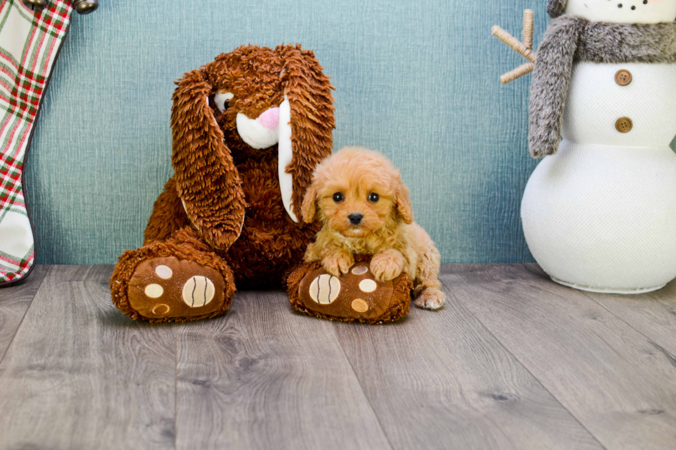 Hypoallergenic Cavoodle Poodle Mix Puppy