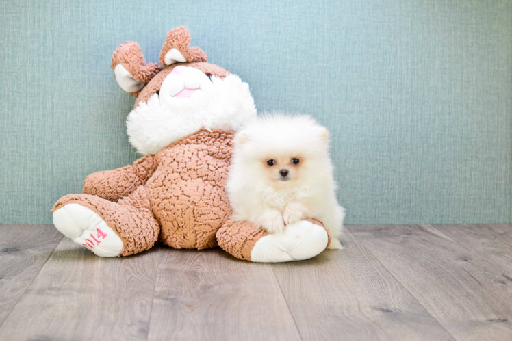 Smart Pomeranian Purebred Puppy