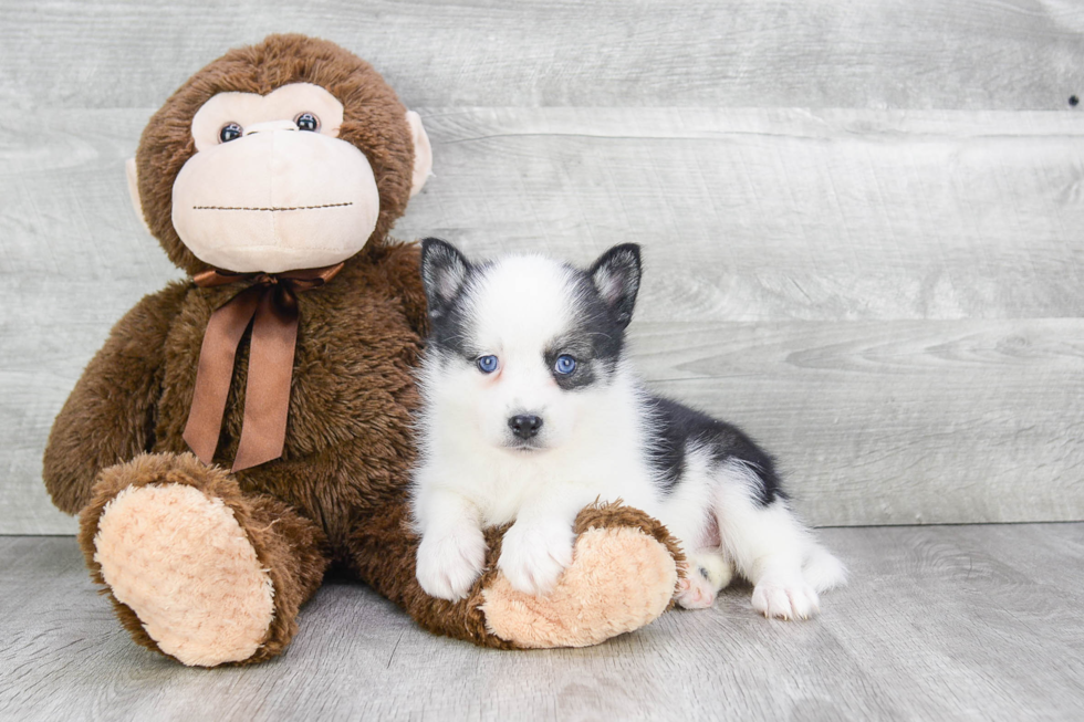 Friendly Pomsky Baby