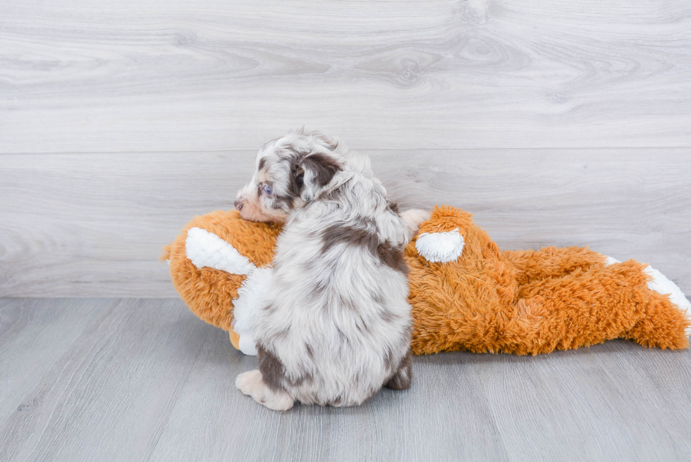 Mini Aussiedoodle Puppy for Adoption